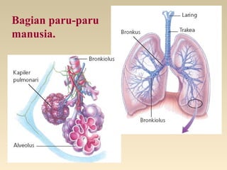 Bagian paru-paru
manusia.
 