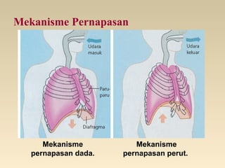 Mekanisme Pernapasan
Mekanisme
pernapasan dada.
Mekanisme
pernapasan perut.
 