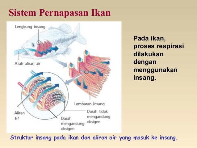 Bab 7 sistem  pernafasan