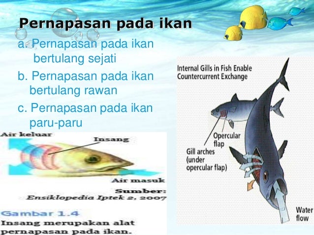 Gambar Organ Pernapasan  Ikan Gambar Ikan HD