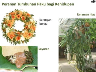 Peranan Tumbuhan Paku bagi Kehidupan
Tanaman hias
Sayuran
Karangan
bunga
 