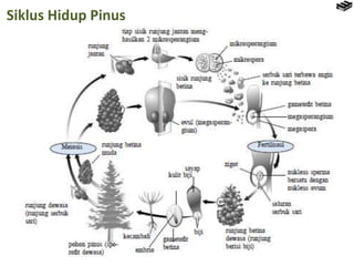Siklus Hidup Pinus
 