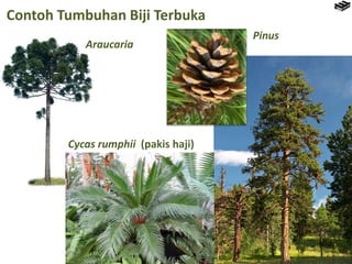 Contoh Tumbuhan Biji Terbuka
Araucaria
Cycas rumphii (pakis haji)
Pinus
 