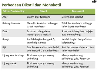 Perbedaan Dikotil dan Monokotil
Faktor Pembanding Dikotil Monokotil
Akar Sistem akar tunggang Sistem akar serabut
Batang dan akar Memiliki kambium sehingga
dapat membesar
Tidak berkambium sehingga
tidak dapat membesar
Daun Susunan tulang daun
menyirip atau menjari
Susunan tulang daun sejajar
atau melengkung
Bunga Jumlah bagian bunga 4, 5,
atau kelipatannya
Jumlah bagian bunga 3 atau
kelipatannya
Biji Saat berkecambah membelah
dua menjadi 2 daun lembaga
Saat berkecambah tetap utuh
tidak membelah
Ujung akar lembaga Tidak mempunyai sarung
pelindung
Mempunyai sarung
pelindung, yaitu koleoriza
Ujung pucuk Tidak mempunyai sarung
pelindung
Mempunyai sarung
pelindung, yaitu koleoptil
 