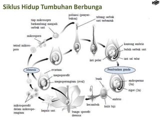 Siklus Hidup Tumbuhan Berbunga
 