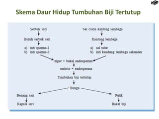 Skema Daur Hidup Tumbuhan Biji Tertutup
 
