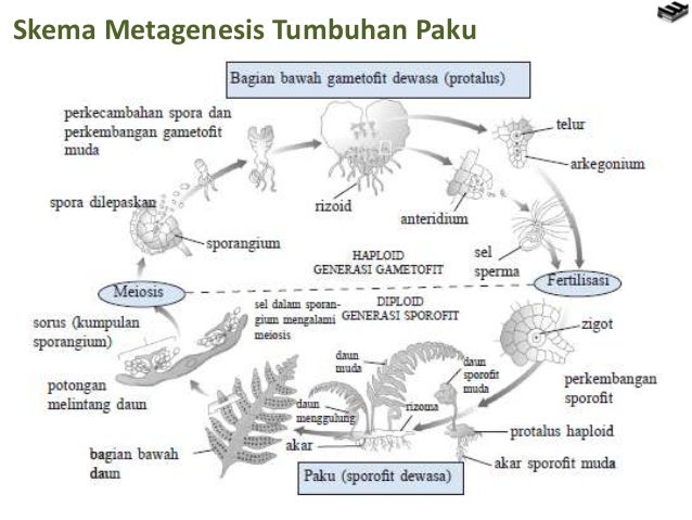 Noministnow Gambar Bagan Metagenesis Tumbuhan Lumut Dan Paku