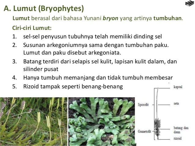 Bab 7 Tumbuhan