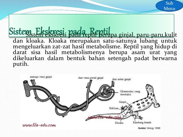 Unduh 990 Gambar Ginjal Reptil Paling Bagus HD