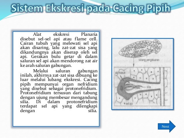 65 Gambar Sistem Ekskresi Cacing Pipih Terbaik 65 Gambar Sistem Ekskresi Cacing Pipih Terbaik