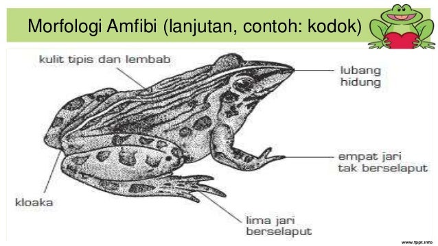 Bab 8 Morfologi  anatomi sifat karakteristik amfibi