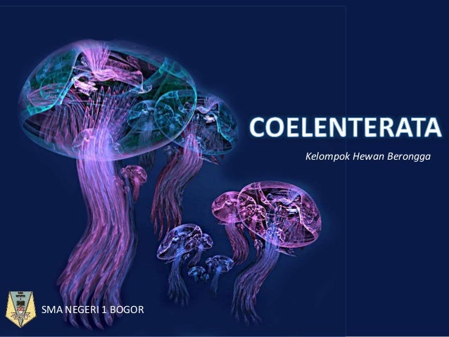 Gambar Hewan  Coelenterata  Gambar Hewan 