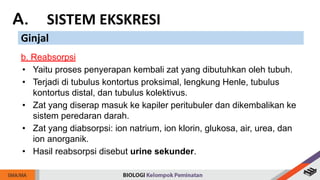 A. SISTEM EKSKRESI
Ginjal
b. Reabsorpsi
• Yaitu proses penyerapan kembali zat yang dibutuhkan oleh tubuh.
• Terjadi di tubulus kontortus proksimal, lengkung Henle, tubulus
kontortus distal, dan tubulus kolektivus.
• Zat yang diserap masuk ke kapiler peritubuler dan dikembalikan ke
sistem peredaran darah.
• Zat yang diabsorpsi: ion natrium, ion klorin, glukosa, air, urea, dan
ion anorganik.
• Hasil reabsorpsi disebut urine sekunder.
 