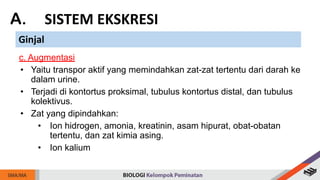 A. SISTEM EKSKRESI
Ginjal
c. Augmentasi
• Yaitu transpor aktif yang memindahkan zat-zat tertentu dari darah ke
dalam urine.
• Terjadi di kontortus proksimal, tubulus kontortus distal, dan tubulus
kolektivus.
• Zat yang dipindahkan:
• Ion hidrogen, amonia, kreatinin, asam hipurat, obat-obatan
tertentu, dan zat kimia asing.
• Ion kalium
 