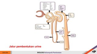Jalur pembentukan urine
 
