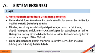 A. SISTEM EKSKRESI
Ginjal
4. Penyimpanan Sementara Urine dan Berkemih
• Urine dari duktus kolektivus ke pelvis renalis, ke ureter, kemudian ke
vesika urinaria (kandung kemih).
• Dinding kandung kemih berlipat-lipat sengan struktur otot yang
dapat meregang untuk meningkatkan kapasitas penyimpanan urine.
• Keinginan buang air kecil disebabkan isi urine dalam kandung kemih
sudah mencapai 170 – 230 mL.
• Urine dari kandung kemih mengalir ke uretra kemudian melalui
lubang luar dibuang keluar tubuh.
 