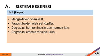 A. SISTEM EKSKRESI
Hati (Hepar)
• Mengaktifkan vitamin D.
• Fagosit bakteri oleh sel Kupffer.
• Degradasi hormon insulin dan hormon lain.
• Degradasi amonia menjadi urea.
 