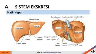 A. SISTEM EKSKRESI
Hati (Hepar)
 