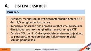 A. SISTEM EKSKRESI
Paru-paru
• Berfungsi mengeluarkan zat sisa metabolisme berupa CO2
dan H2
O yang berbentuk uap air.
• Keduanya dihasilkan pada proses katabolisme intraseluler
di mitokondria untuk menghasilkan energi berupa ATP.
• Zat sisa CO2
dan H2
O diangkut oleh darah menuju jantung,
ke paru-paru, kemudian dibuang keluar tubuh melalui
saluran pernapasan.
 