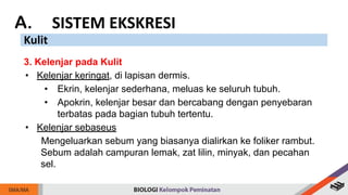 A. SISTEM EKSKRESI
Kulit
3. Kelenjar pada Kulit
• Kelenjar keringat, di lapisan dermis.
• Ekrin, kelenjar sederhana, meluas ke seluruh tubuh.
• Apokrin, kelenjar besar dan bercabang dengan penyebaran
terbatas pada bagian tubuh tertentu.
• Kelenjar sebaseus
Mengeluarkan sebum yang biasanya dialirkan ke foliker rambut.
Sebum adalah campuran lemak, zat lilin, minyak, dan pecahan
sel.
 