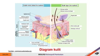 Diagram kulit
Sumber : commons.wikimedia.org
 