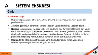 A. SISTEM EKSKRESI
Ginjal
2. Struktur Ginjal
• Bagian-bagian ginjal: lobus ginjal, hilus (hilum), sinus ginjal, parenkim ginjal, dan
pelvis renalis.
• Jaringan penyusun parenkim: korteks (bagian luar) dan medula (bagian dalam).
• Korteks tersusun atas nefron, yaitu unit struktural dan fungsional terkecil dari ginjal.
Pada nefron terdapat komponen pembuluh (arteri aferen, glomerulus, arteri eferen,
dan kapiler peritubuler) dan komponen tubuler (kapsul Bowman, tubulus kontortus
proksimal, lengkung Henle, tubulus kontortus distal, dan tubulus kolektivus.
• Medula terdiri atas massa triangular yang disebut piramida ginjal, yang akan
berhubungan dengan saluran pengumpul urine.
 