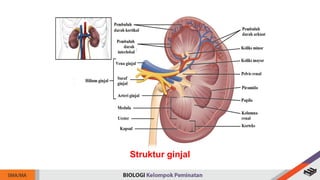 Struktur ginjal
 
