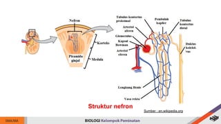 Struktur nefron
Sumber : en.wikipedia.org
 