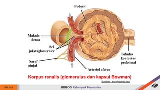 Korpus renalis (glomerulus dan kapsul Bowman)
Sumber : en.wikipedia.org
 