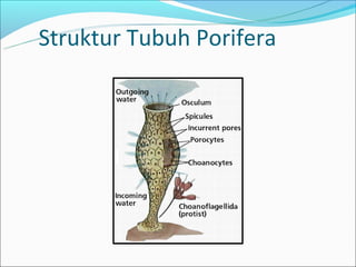 Struktur Tubuh Porifera
 
