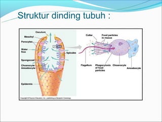 Struktur dinding tubuh :
 