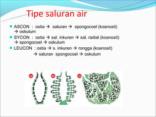 Tipe saluran air
 ASCON : ostia  saluran  spongocoel (koanosit)
   oskulum
 SYCON : ostia  sal. inkuren  sal. radial (koanosit)
   spongocoel  oskulum
 LEUCON : ostia  s. inkuren  rongga (koanosit)
           saluran spongocoel  oskulum
 