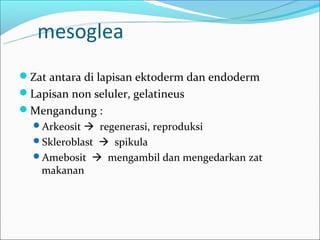 mesoglea
Zat antara di lapisan ektoderm dan endoderm
Lapisan non seluler, gelatineus
Mengandung :
  Arkeosit  regenerasi, reproduksi
  Skleroblast  spikula
  Amebosit  mengambil dan mengedarkan zat
    makanan
 