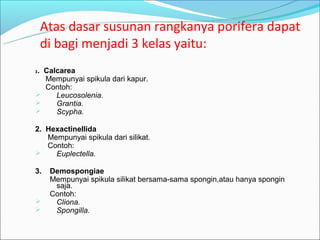 Atas dasar susunan rangkanya porifera dapat
     di bagi menjadi 3 kelas yaitu:
1.Calcarea
  Mempunyai spikula dari kapur.
  Contoh:
    Leucosolenia.
    Grantia.
    Scypha.

2. Hexactinellida
   Mempunyai spikula dari silikat.
   Contoh:
    Euplectella.

3.    Demospongiae
      Mempunyai spikula silikat bersama-sama spongin,atau hanya spongin
       saja.
      Contoh:
      Cliona.
      Spongilla.
 