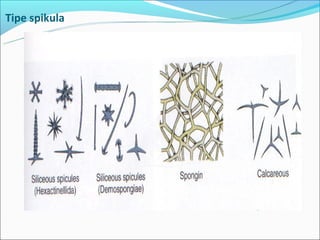 Tipe spikula
 