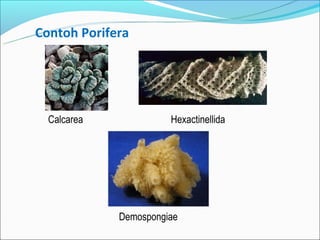 Contoh Porifera




  Calcarea             Hexactinellida




             Demospongiae
 