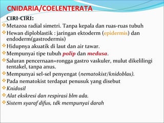 CNIDARIA/COELENTERATA
 CIRI-CIRI:
Metazoa radial simetri. Tanpa kepala dan ruas-ruas tubuh
Hewan diploblastik : jaringan ektoderm (epidermis) dan
 endoderm(gastrodermis)
Hidupnya akuatik di laut dan air tawar.
Mempunyai tipe tubuh polip dan medusa.
Saluran pencernaan=rongga gastro vaskuler, mulut dikelilingi
 tentakel, tanpa anus.
Mempunyai sel-sel penyengat (nematokist/knidoblas).
Pada nematokist terdapat penusuk yang disebut
Knidosil
Alat ekskresi dan respirasi blm ada.
Sistem syaraf difus, tdk mempunyai darah
 