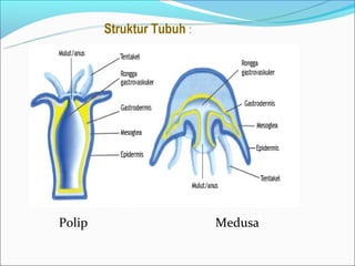 Struktur Tubuh :




Polip                      Medusa
 