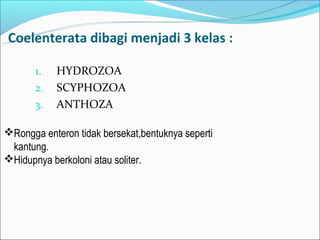 Coelenterata dibagi menjadi 3 kelas :

       1.   HYDROZOA
       2.   SCYPHOZOA
       3.   ANTHOZA

Rongga enteron tidak bersekat,bentuknya seperti
 kantung.
Hidupnya berkoloni atau soliter.
 