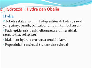 1. Hydrozoa : Hydra dan Obelia
 Hydra
 oTubuh sekitar 10 mm, hidup soliter di kolam, sawah
 yang airnya jernih, banyak ditumbuhi tumbuhan air
 oPada epidermis : epitheliomusculer, interstitial,
 nematokist, sel sensori
 oMakanan hydra : crustacea rendah, larva
 oReproduksi : aseksual (tunas) dan seksual
 
