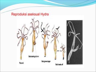 Reproduksi aseksual Hydra
 