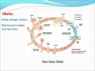 Obelia :
Hidup sebagai koloni   .
Mempunyai rangka
luar dari kitin.




                           Daur hidup Obelia
 