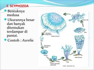 2. SCYPHOZOA
Bentuknya
 medusa
Ukurannya besar
 dan banyak
 ditemukan
 terdampar di
 pantai.
Contoh : Aurelia
 