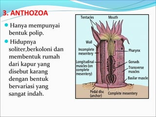 3. ANTHOZOA
Hanya mempunyai
 bentuk polip.
Hidupnya
 soliter,berkoloni dan
 membentuk rumah
 dari kapur yang
 disebut karang
 dengan bentuk
 bervariasi yang
 sangat indah.
 