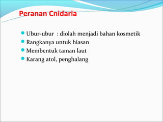 Peranan Cnidaria

Ubur-ubur : diolah menjadi bahan kosmetik
Rangkanya untuk hiasan
Membentuk taman laut
Karang atol, penghalang
 
