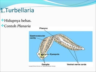 1.Turbellaria
Hidupnya bebas.
Contoh Planaria
 