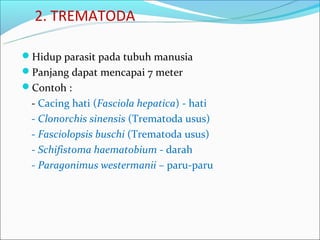 2. TREMATODA

Hidup parasit pada tubuh manusia
Panjang dapat mencapai 7 meter
Contoh :
 - Cacing hati (Fasciola hepatica) - hati
 - Clonorchis sinensis (Trematoda usus)
 - Fasciolopsis buschi (Trematoda usus)
 - Schifistoma haematobium - darah
 - Paragonimus westermanii – paru-paru
 