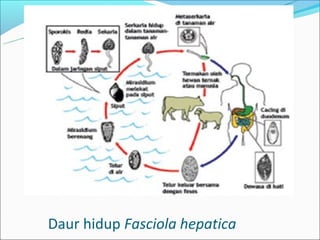 Daur hidup Fasciola hepatica
 