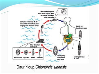 Daur hidup Chlonorcis sinensis
 