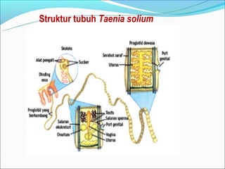 Struktur tubuh Taenia solium
 